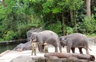 Singapore Zoo