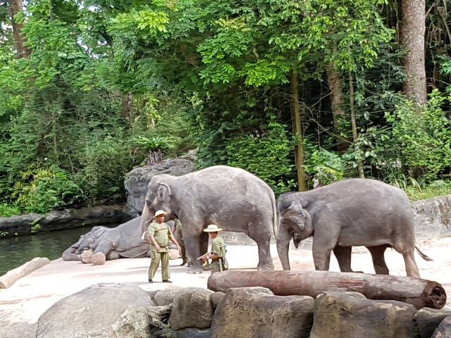 Singapore Zoo